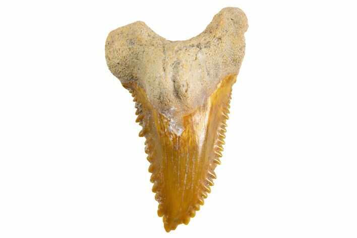 Fossil Shark Tooth (Hemipristis) - Bone Valley, Florida #299483